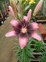 [5041 Thesiri No01.JPG]